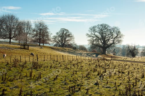 Preview: Bare Trees In A Winter Landscape.