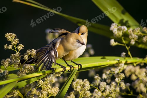 Preview: Cute Birds. Green Reed. Black Nature Background. Bearded Reedling / Panurus Biarmicus