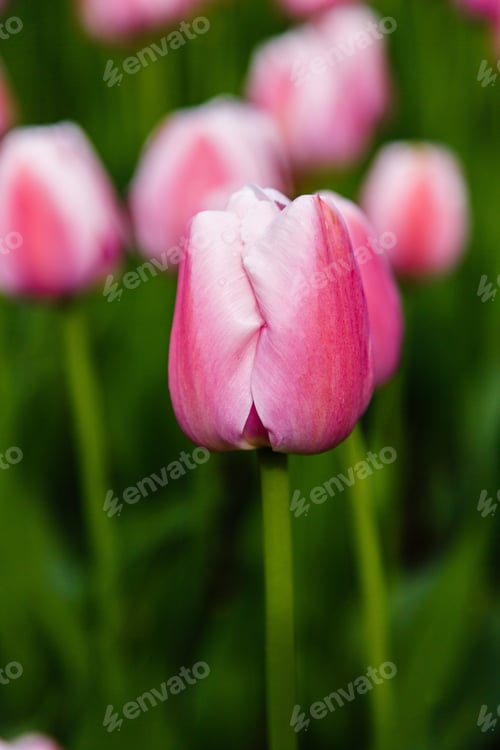 Preview: Pink Tulips In The Garden, Sort Sweetheart. Bulbous Plants In The Garden.
