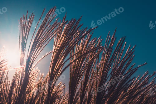 Preview: Chinese Silver Grass, Maiden Grass, Miscanthus Chinese, Miscanthus Sinensis Illuminated By Soft