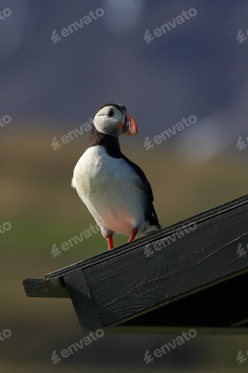 Preview: Atlantic Puffin Sitting On Observation Hut Iceland