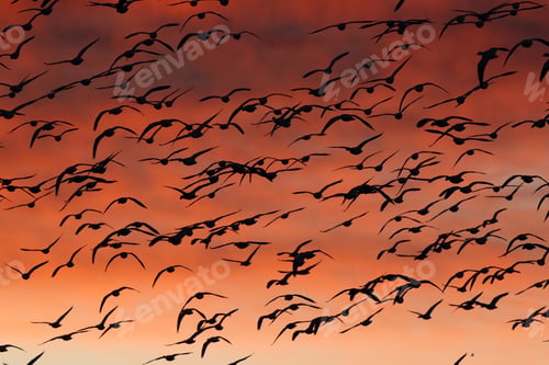 Preview: Snow Geese In The Dawn, Bosque Del Apache, New Mexico Usa