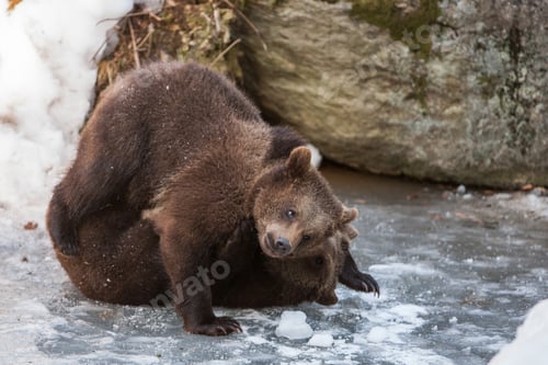 Preview: Brown Bears (Ursus Arctos) In Lake Clark National Park, Alaska, Usa