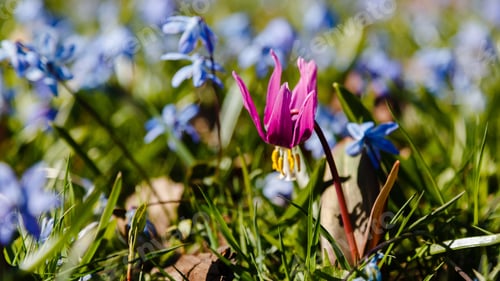 Preview: Siberian Fawn Lily (Erythronium Sibiricum) In Garden. Erythronium Dens-Canis Or The