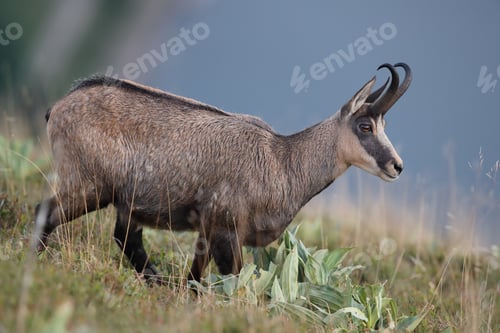 Preview: Chamois (Rupicapra Rupicapra) Vosges Mountains, France