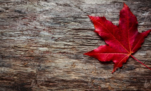Preview: Beautiful Red And Yellow Autumn Maple Leaf On Old Vintage Surface, Wooden Background, Leaf Fall