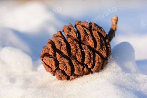Preview: Sequoia Sempervirens (Coast Redwood) Cone On The Snow, Armenia
