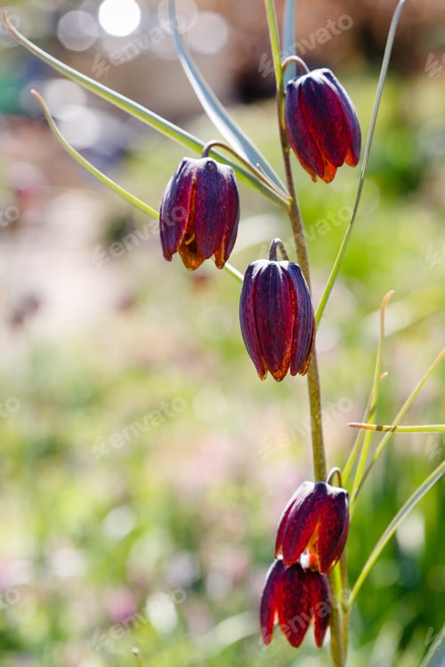 Preview: Fritillaria Meleagris, Snake Head Fritillary Flower In Spring Garden