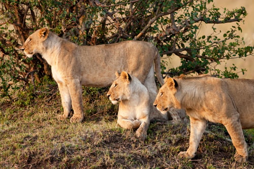 Preview: African Lionesses In The Maasai Mara National Park, Kenya