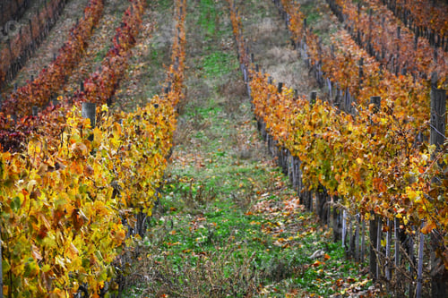 Preview: Colorful Vineyard In Autumn In A Beautiful Landscape Scenery