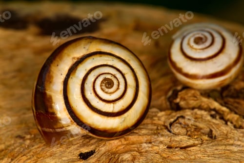 Preview: Snail Shell. Natural Colors And Background.