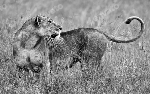 Preview: African Lioness In The Lake Nakuru National Park, Kenya