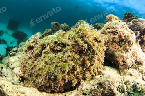 Preview: Stonefish