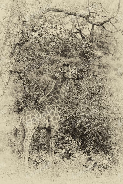 Preview: African Safari, Vintage Style Black And White Image Of A Giraffe (Giraffa Camelopardalis) In Kruger
