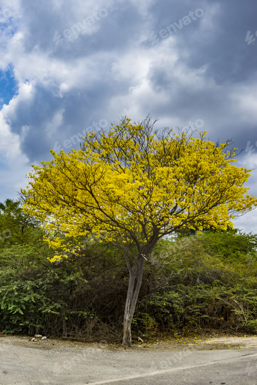 Preview: Yellow Kibrahacha Tree And Birds - Views Around Curacao A Caribbean Island