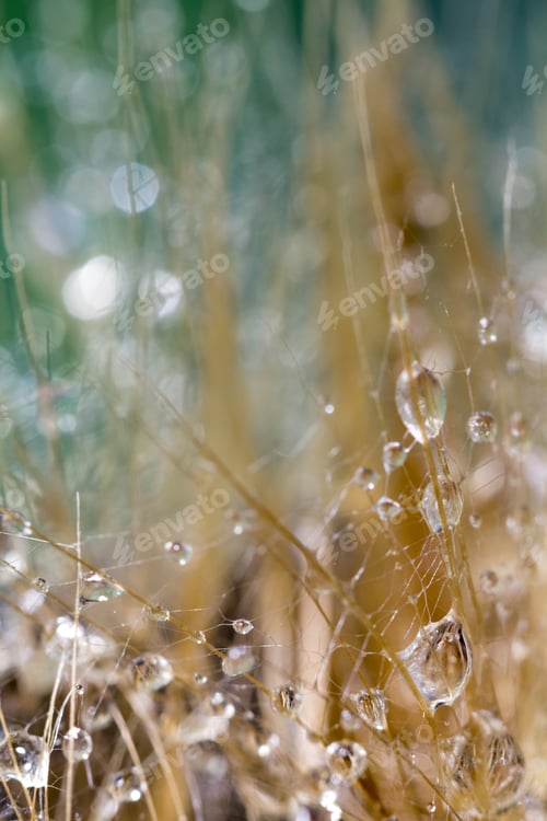Preview: Dandelion Seeds With Water Drops On Colorful Background
