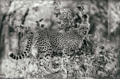 Preview: Vintage Style Black And White Image Of A Cheetah In Kruger National Park, South Africa