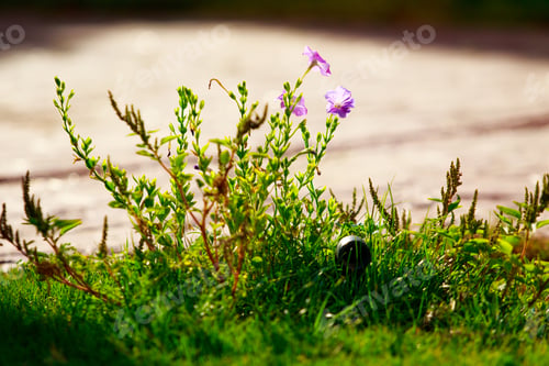 Preview: Flowers On The Lawn Close Up