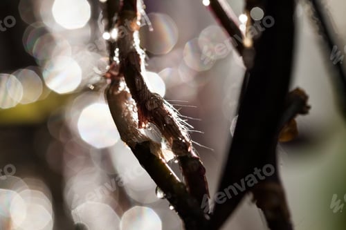 Preview: Abstract, Macro Composition With Leaves And Water Drops
