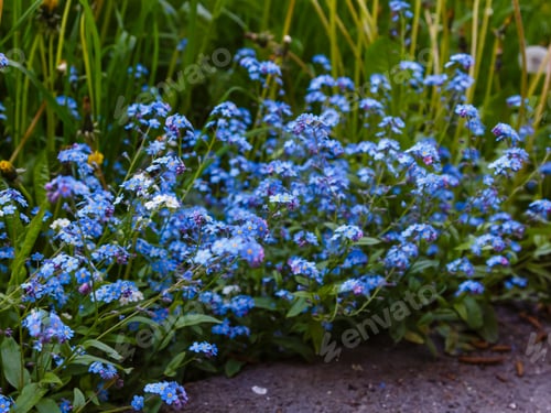 Preview: Blue Flowers Of Forget-Me-Not. Summer Background.