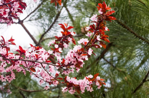 Preview: Background Blooming Beautiful Pink Cherries In Raindrops On A Sunny Day In Early Spring Close Up