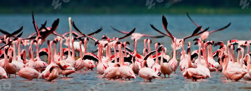 Preview: Flamingos At Lake Nakuru, Kenya