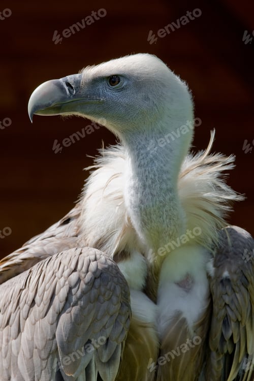 Preview: European Griffon Vulture (Gyps Fulvus Fulvus)