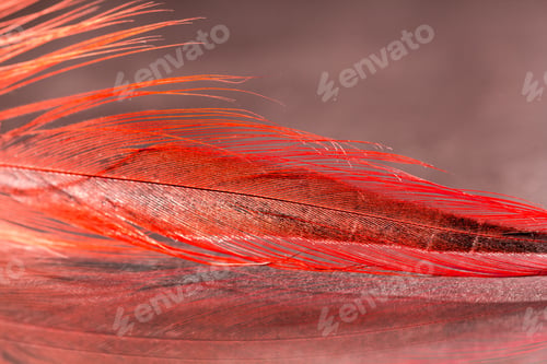 Preview: Colorful Rooster Feather With Details And Reflexions