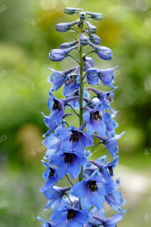 Preview: Blue Flowers Of Delphinium Elatum , Delphinium Flower In The Garden - Larkspur Flowers