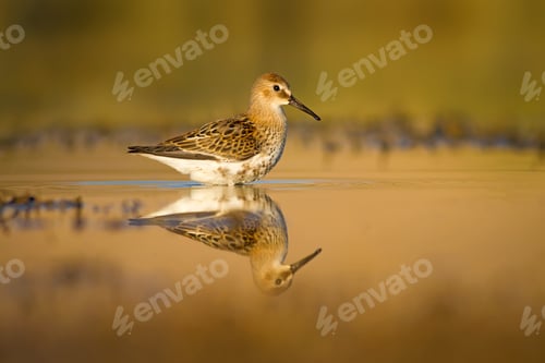 Preview: Nature Habitat And Water Bird. Common Water Bird. Green Yellow Nature Habitat Background. Bird