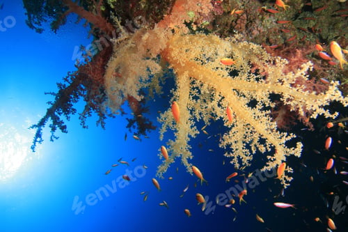 Preview: Soft Coral In Blue Water