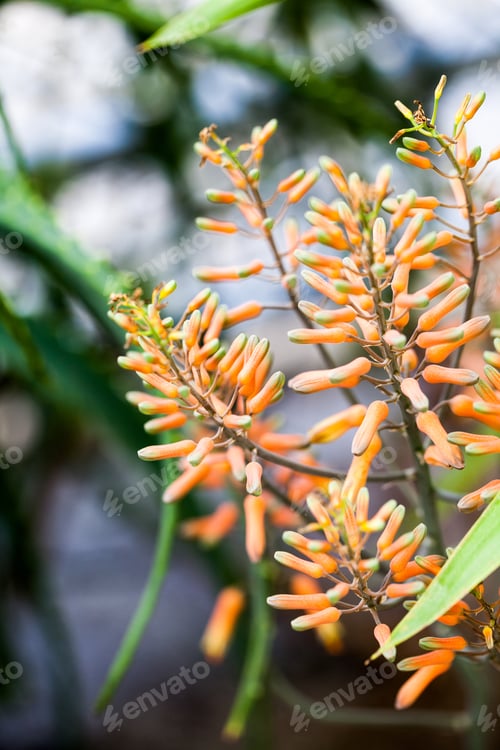 Preview: Aloe Vera Flower With Details