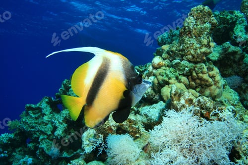 Preview: Red Sea Bannerfish (Heniochus Intermedius)