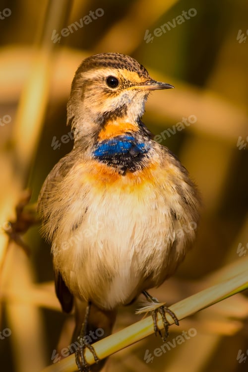 Preview: Cute Little Bird. Yellow Reeds Background. Bluethroat / Luscinia Svecica
