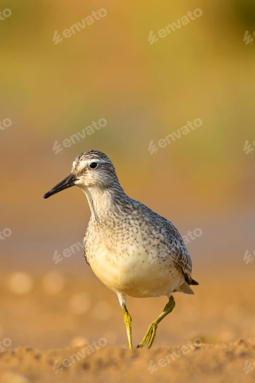Preview: Water Bird. Natural Background. Bird: Red Knot. Calidris Canutus