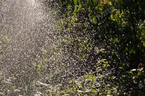 Preview: Care Of The Summer Garden. Watering The Lawn