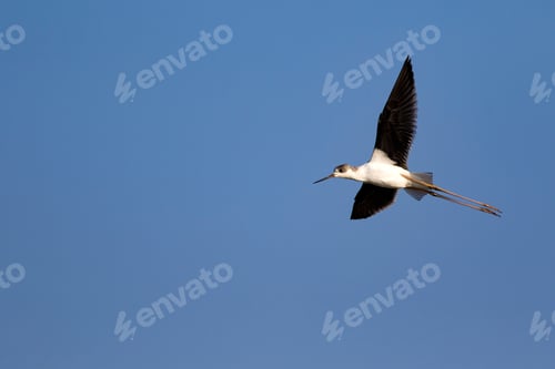 Preview: Flying Water Bird. Black Winged Stilt. Himantopus Himantopus. Blue Sky Background.