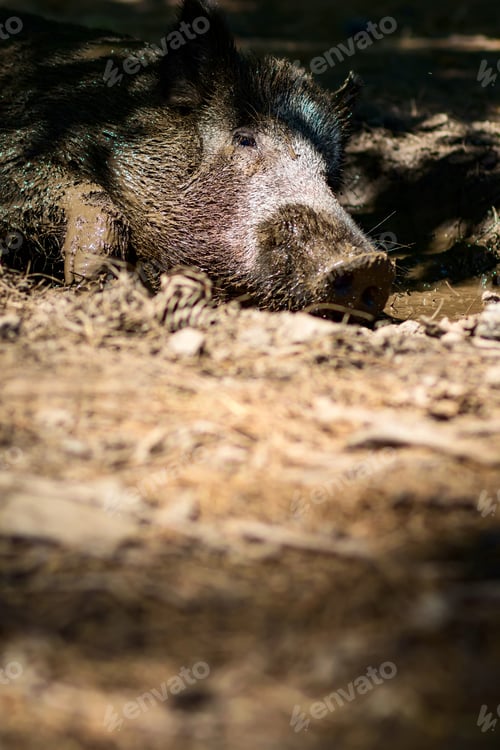 Preview: Wild Boar. Forest Nature Background.