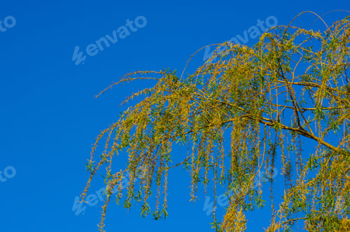 Preview: Flowering Branches Of A Weeping Willow With Young Leaves, Salix Babylonica, In Early Spring, On A