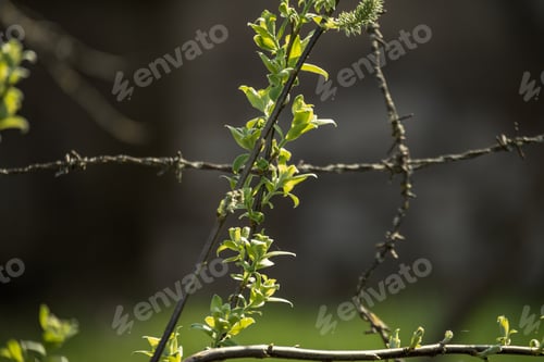 Preview: Barbed Wire Fence On Green Background With Tree Leaves And Vegetation In Summer Light