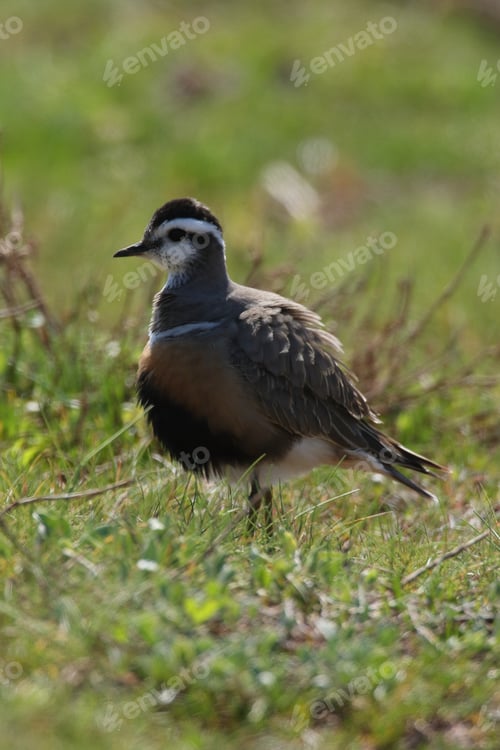 Preview: Eurasian Dotterel (Charadrius Morinellus) Helgoland, Germany