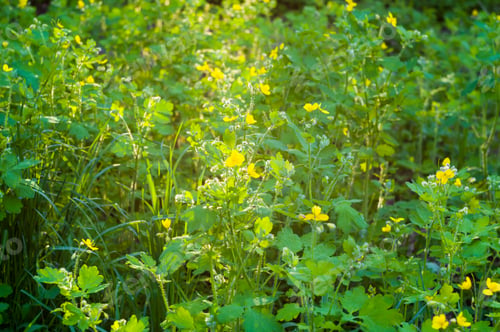 Preview: Flowers And Leaves Celandine Chelidonium Majus With Natural Sun Light, Early Spring On A Warm Sunny