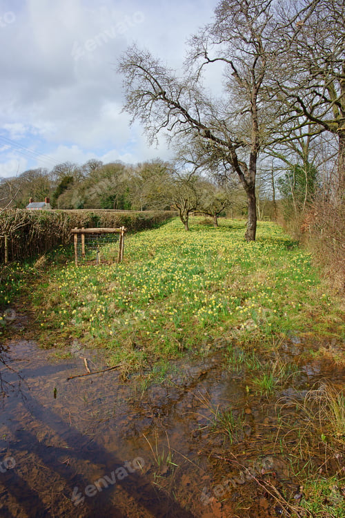 Preview: Spring In The English Countryside With A Carpet Of Wild Daffodils,Narcissus Pseudonarcissus, And A