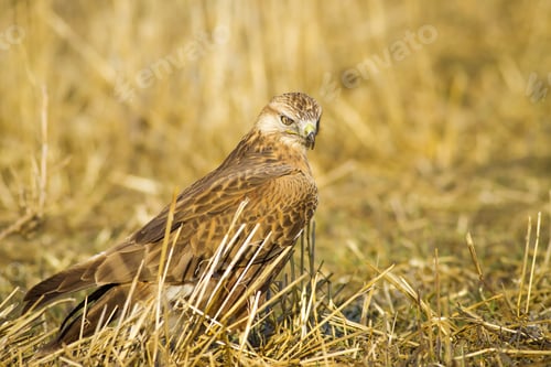 Preview: Wild Bird Hawk Dry Yellow Background Long Legged Buzzard / Buteo Rufinus