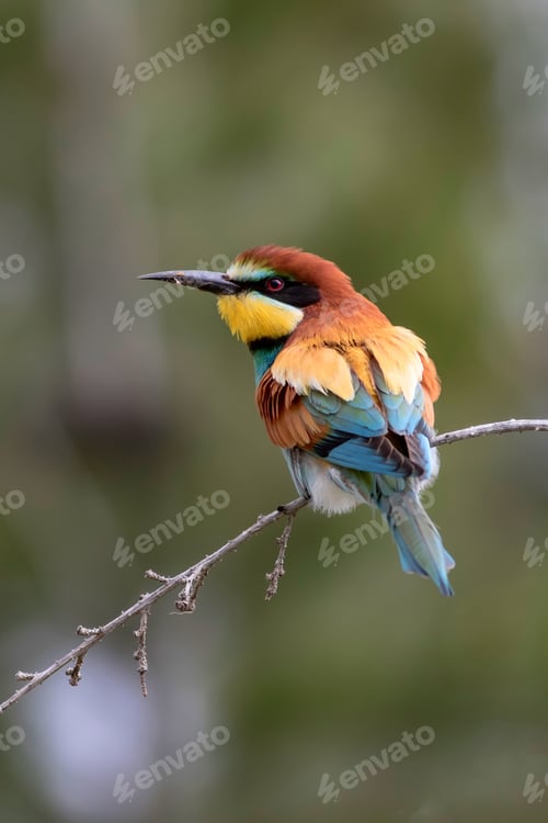 Preview: Colorful Bird. Green Nature Background. Bird: European Bee Eater. Merops Apiaster.