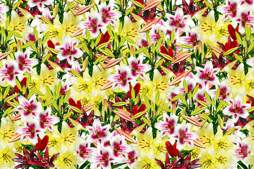 Preview: Garden, Lily Flowers