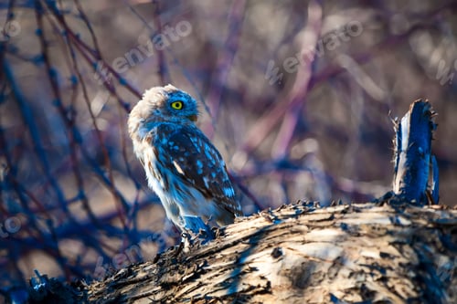 Preview: Little Owl. Natural Background.