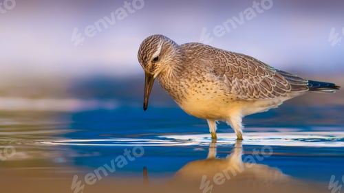 Preview: Cute Water Bird. Yellow Blue Nature Background. Red Knot / Calidris Canutus