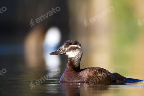 Preview: Swimming Duck. Colorful Nature Background. Bird: White Headed Duck. Oxyura Leucocephala.
