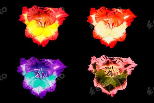 Preview: Flowers Isolated On Black Background, Fresh Plant Of The Sword Lily. Gladiolus